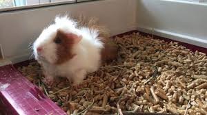 Biodegradable Wood Pellets For Ferrets Advantages